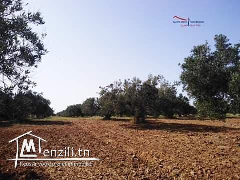 فيرما للبيع 4 هكتارات