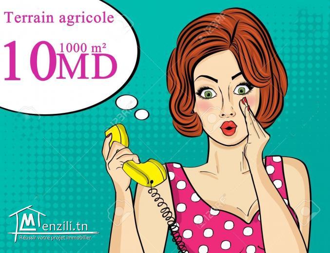 à vendre terrain agricole à #oued #khatef #kélibia ????????????♀️