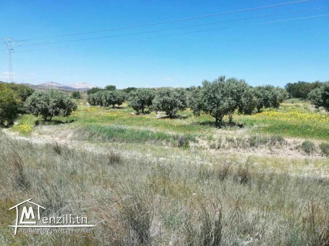 terrain agricole à kalaa Kbira sousse