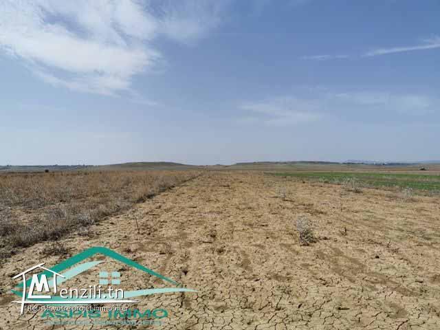 terrain agricole 10540 m² à wed el khatef kelibia