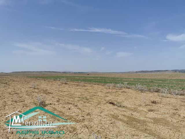 terrain agricole 10540 m² à wed el khatef kelibia