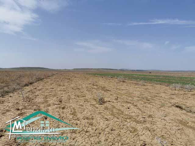 terrain agricole 10540 m² à wed el khatef kelibia