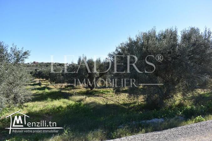 Terrain à Birbouragba 185Md