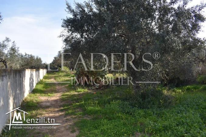 terrain de  600 m² a hammamet