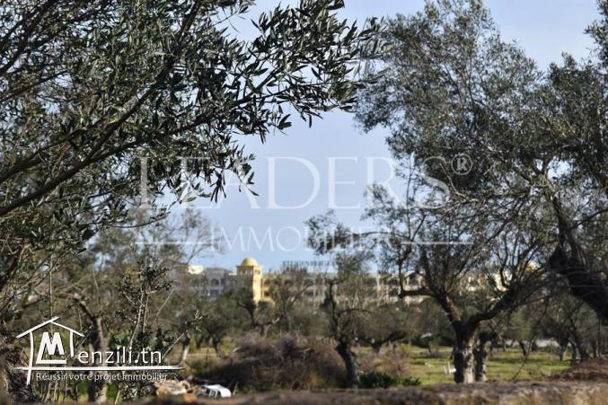 terrain de  600 m² a hammamet