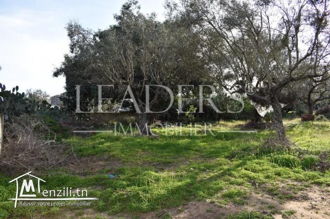 terrain de  600 m² a hammamet