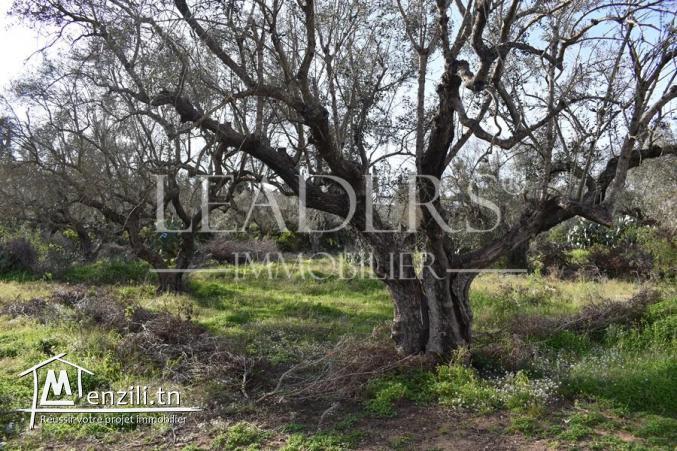 terrain de  600 m² a hammamet