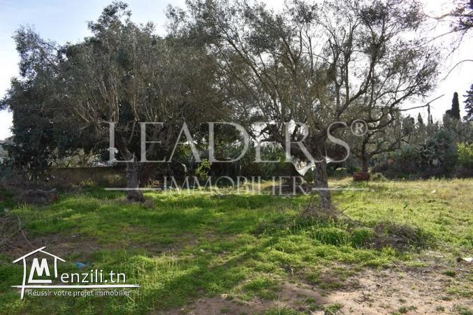 terrain de  600 m² a hammamet