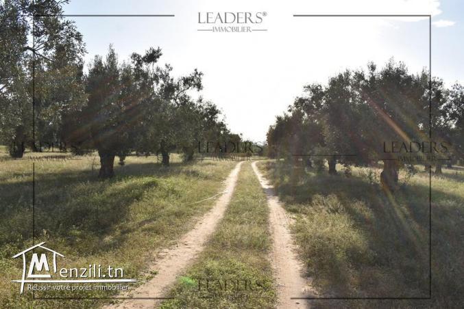 superbes terrain entouré par des voisinages situés à Craxi Hammamet