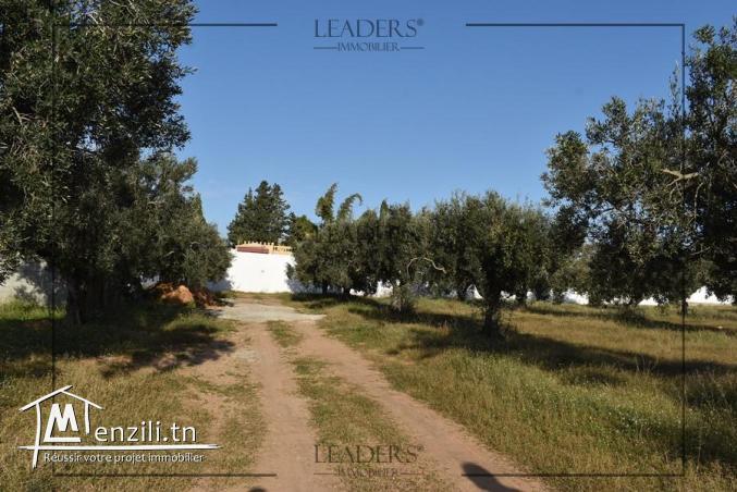 superbes terrain entouré par des voisinages situés à Craxi Hammamet