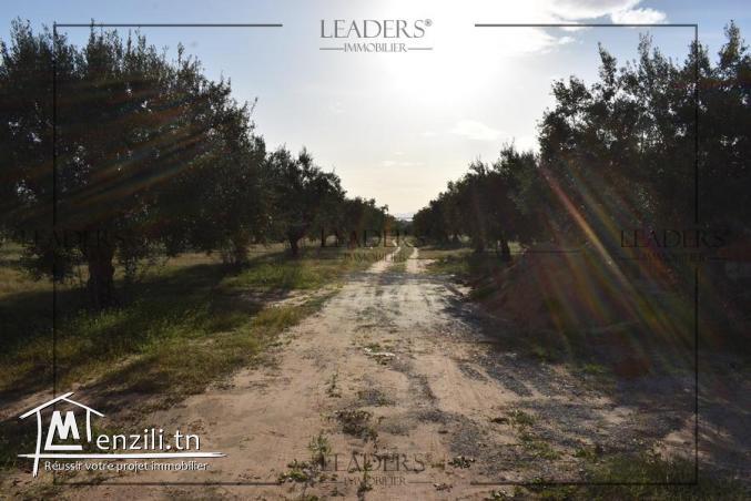 superbes terrain entouré par des voisinages situés à Craxi Hammamet