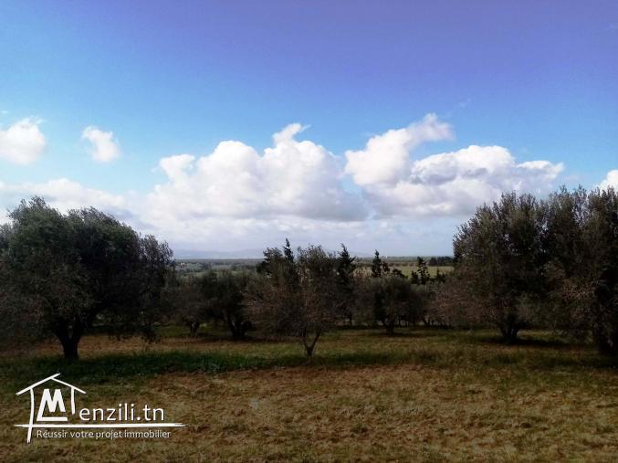Ferme à Baddar Takelsa