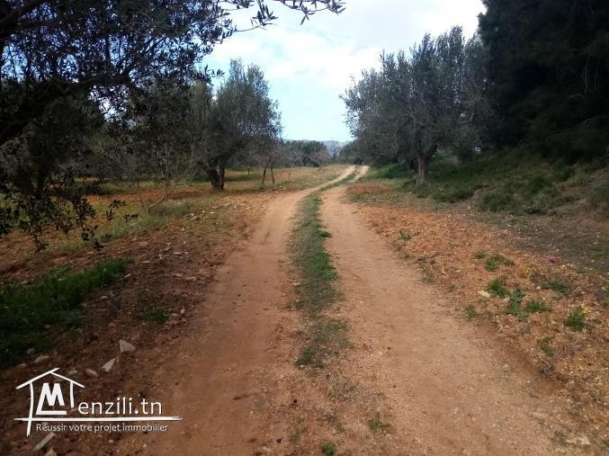 Ferme à Baddar Takelsa