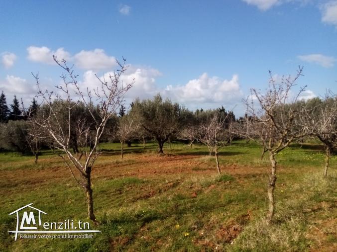 Ferme à Baddar Takelsa