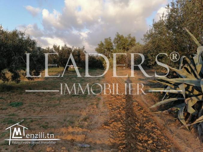 un superbe terrain situé à kharroub bareket sahel 27246310