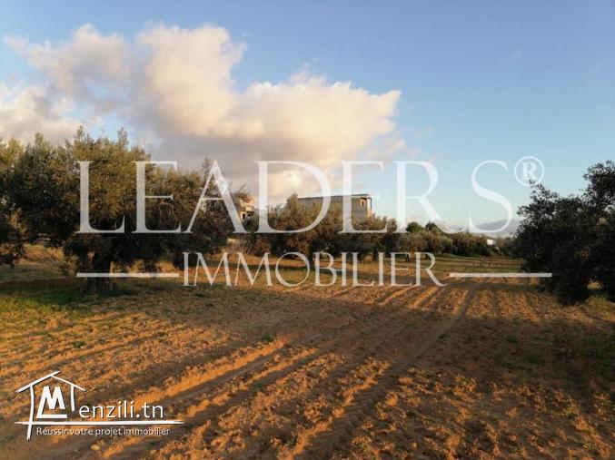 un superbe terrain situé à kharroub bareket sahel 27246310