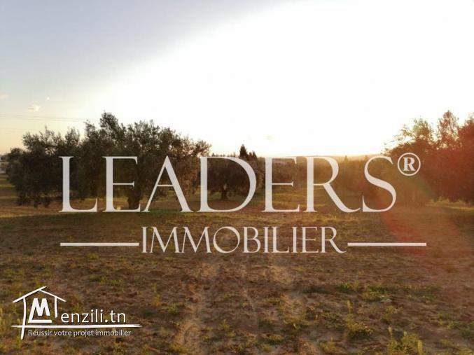 un superbe terrain situé à kharroub bareket sahel 27246310