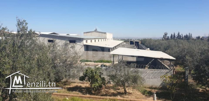 Ferme de 08 hectares à Borj El Amri