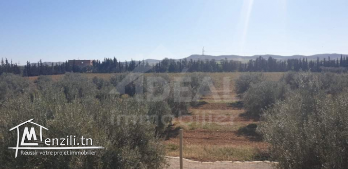 Ferme de 08 hectares à Borj El Amri