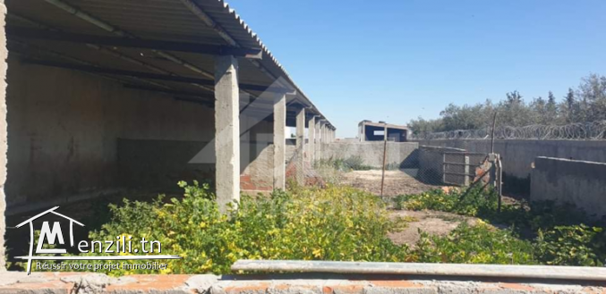 Ferme de 08 hectares à Borj El Amri