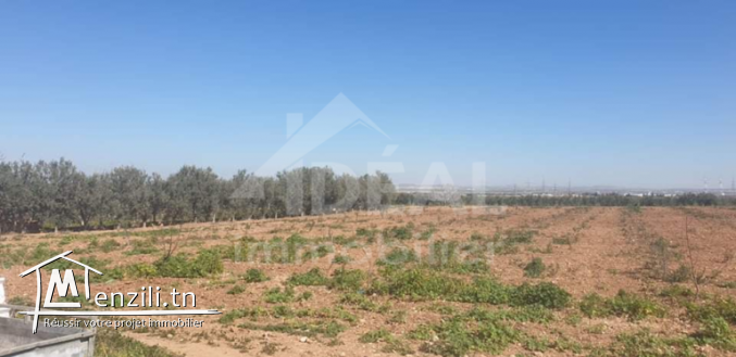 Ferme de 08 hectares à Borj El Amri