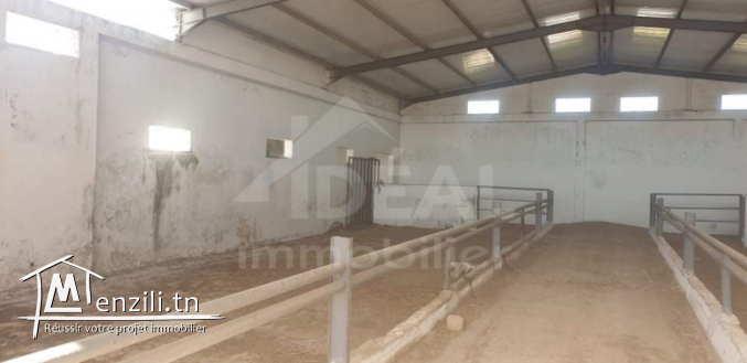 Ferme de 08 hectares à Borj El Amri