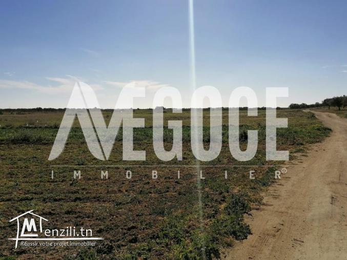 أراضي في الحمامات ذات صبغة سكنية