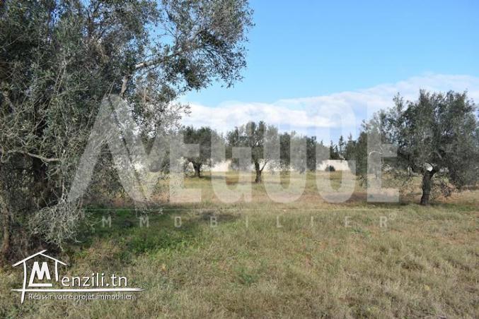 un superbe terrain situé à Monchar Hammamet