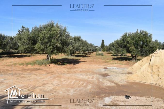 Un superbe Terrain Situé à Mrezga Hammamet 27246310