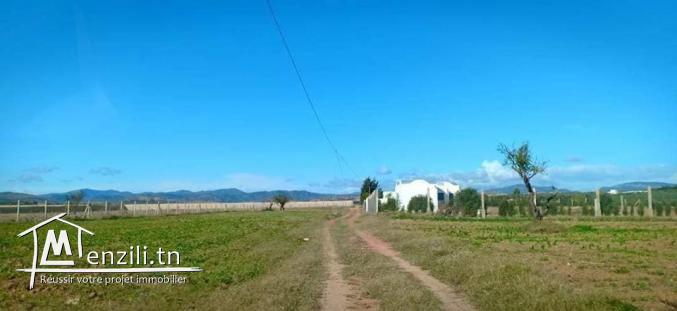 un terrain à Hammamet