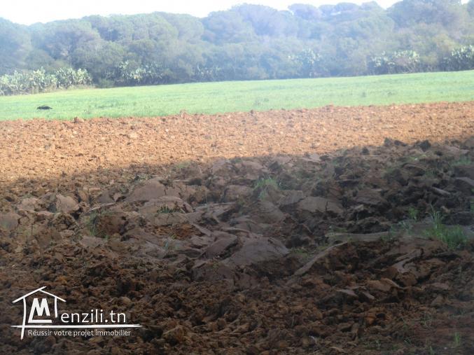 8000m2 seulement a 128000dt