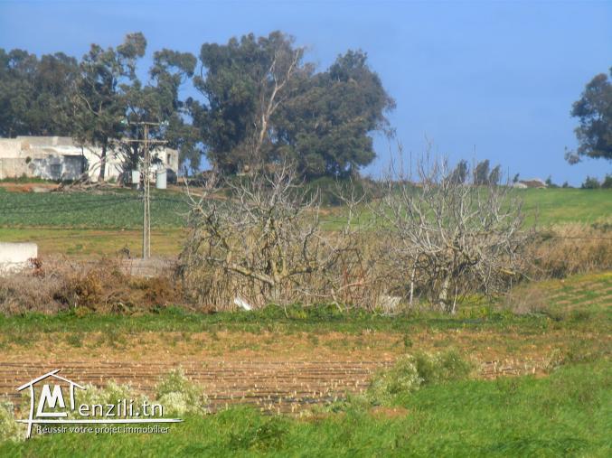 5hectars avec un puits electricité sur la route goudrounné