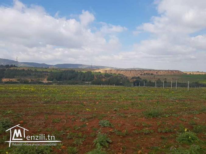 Ferme LA PERGOLA (Réf: T1079)