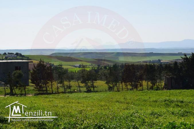 terrain en plein verdure