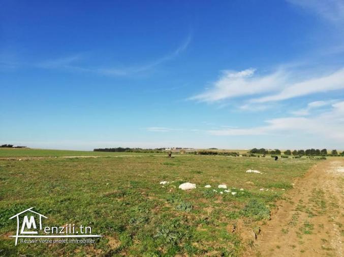 terrain à vendre manzel brahim a 5Km de Kélibia