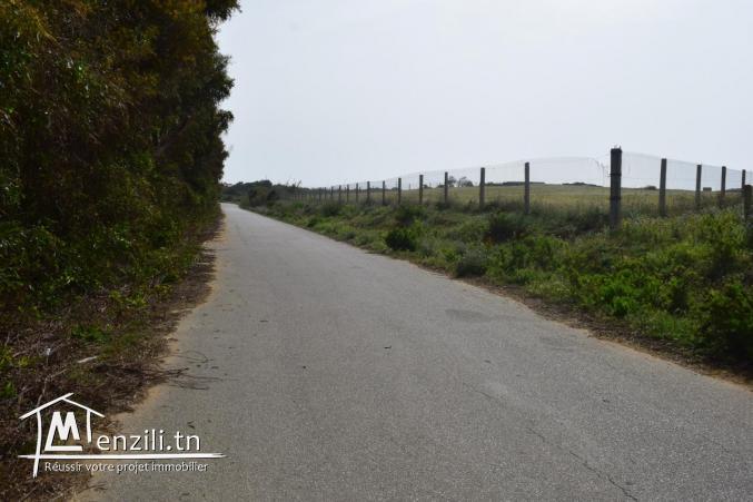 terrain a el haouaria a 800 m de la plage