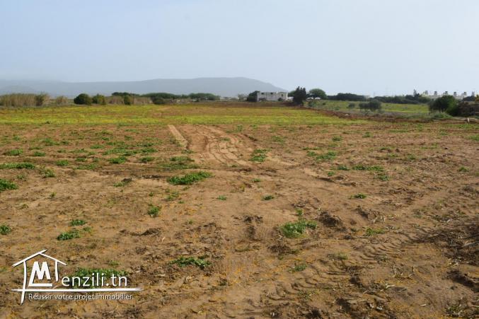terrain a el haouaria a 800 m de la plage