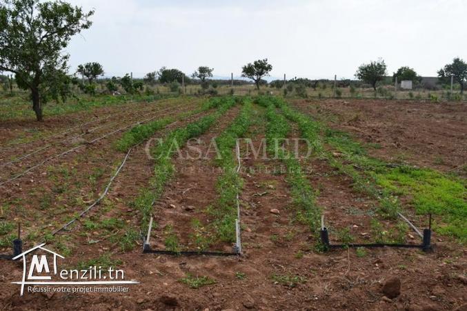 ferme a vendre de 10000 m2