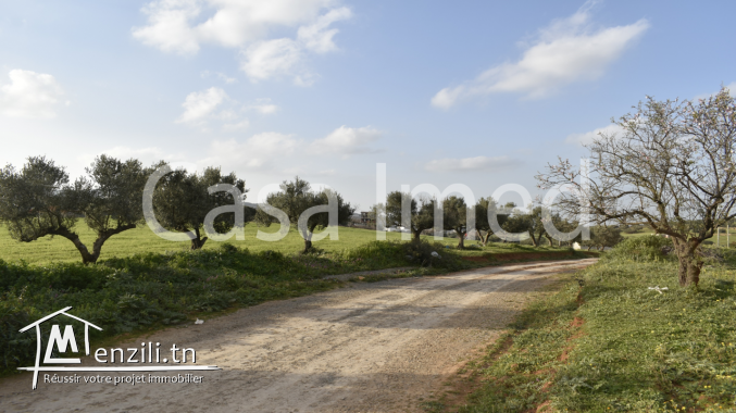 des beaux terrains a cité el mnihla