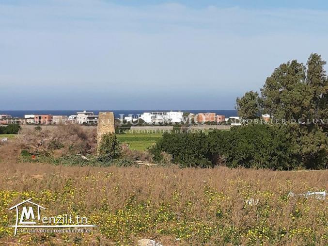 terrain a kerkouene / kélibia