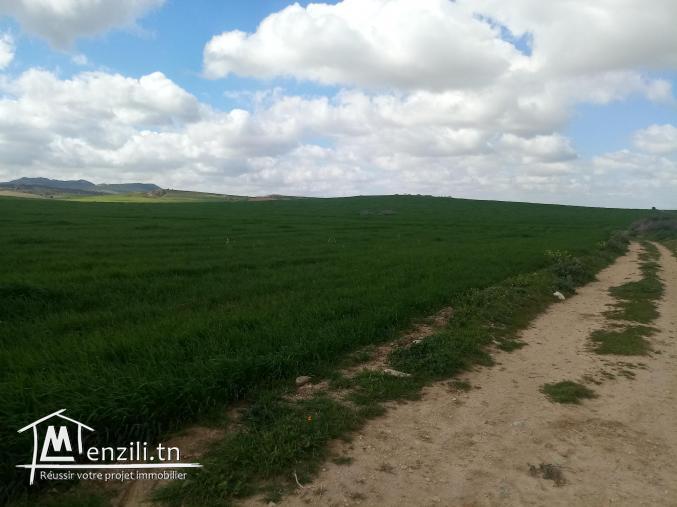 terrain de grande culture de 355 hectares