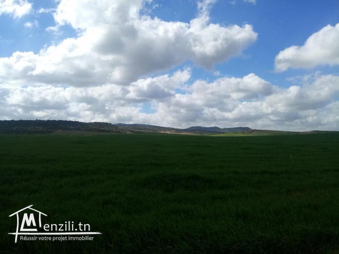 terrain de grande culture de 355 hectares