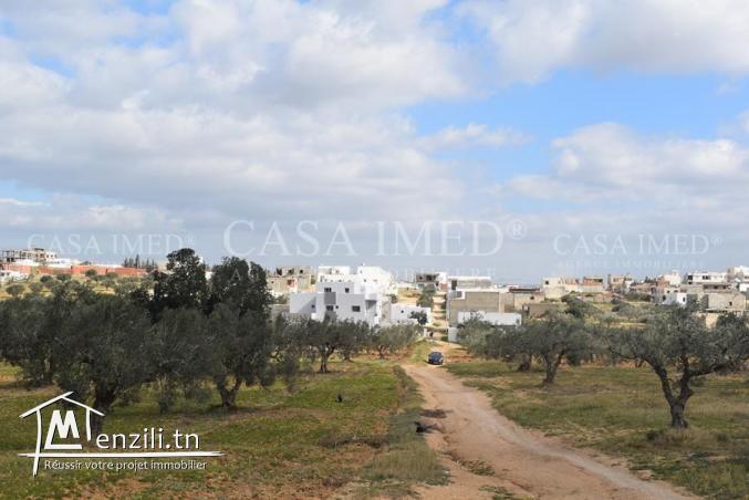 Terrain agricole à Hammamet
