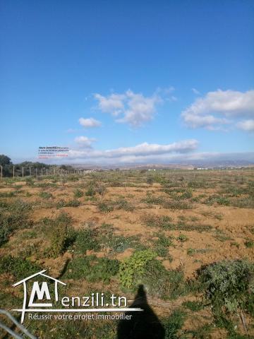 3 hectares olive âgé de 3 ans
