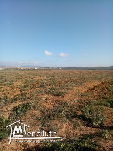 3 hectares olive âgé de 3 ans