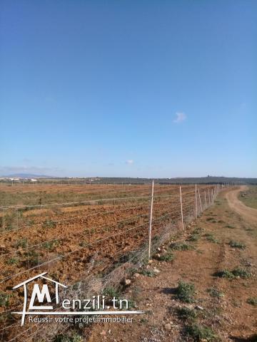 3 hectares olive âgé de 3 ans