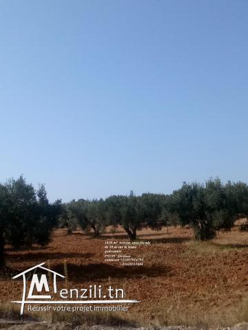 terrain de 1830 m sur route godronné