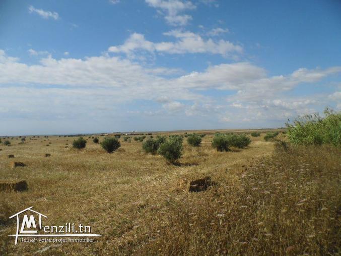 Terrain à Manzel Brahim, 4km de kélibia