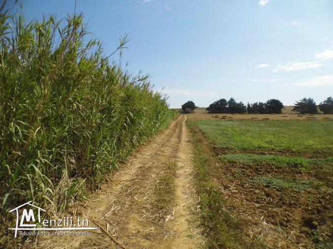 Terrain à Manzel Brahim, 4km de kélibia