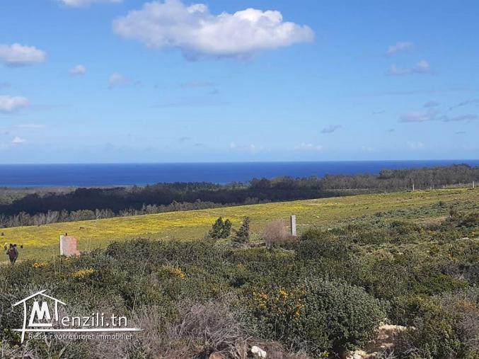 Terrain à tamzrat vue-sur-mer